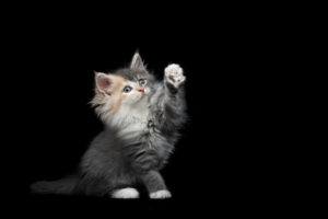 cute maine coon kitten with rare fur color sitting raising paw on black studio background cute maine coon kitten with rare fur color sitting raising paw on black studio background